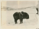 Image of Young musk ox